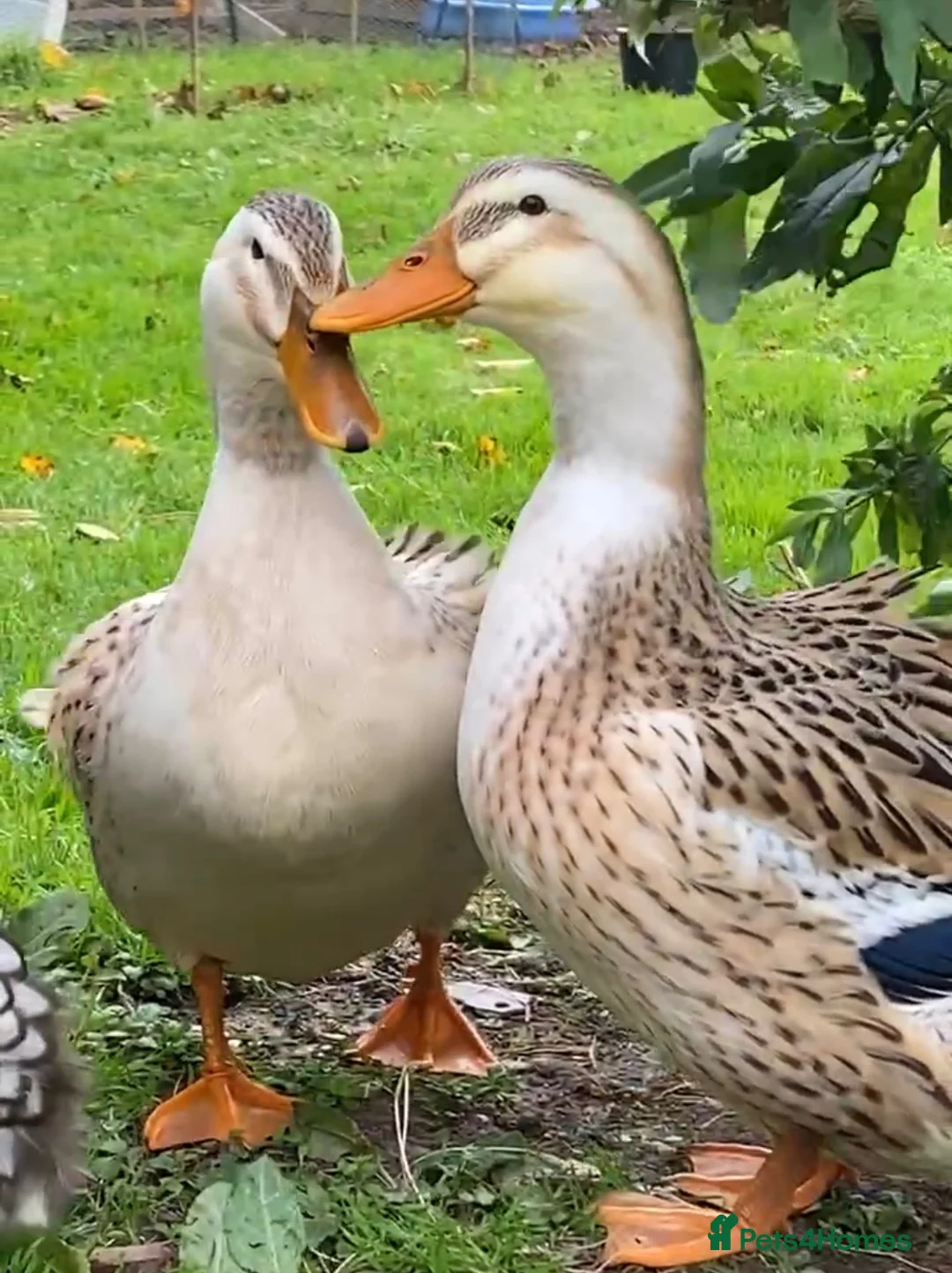Ducks poultry for sale: Large Silver Appleyard Ducks - Advert 4
