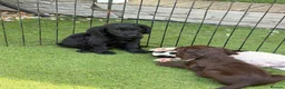 Cockapoo dogs for sale: 12 stunning cockapoo puppies ready now - Advert 14