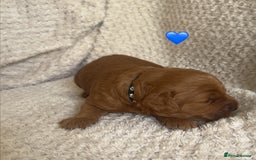 Cockapoo dogs for sale: F1b cockapoo puppies  - Image 8