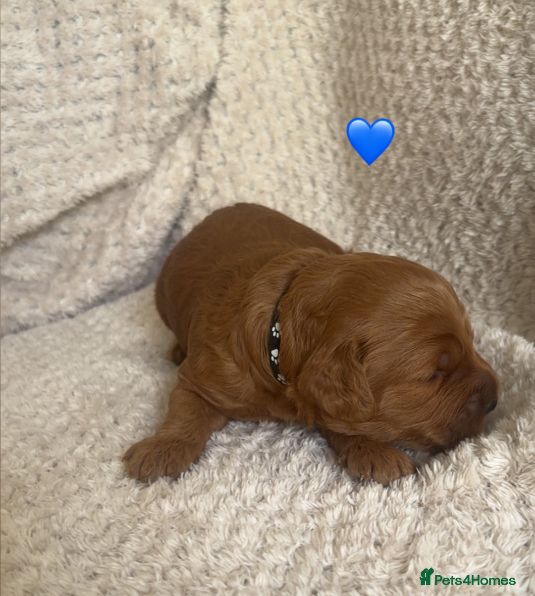 Cockapoo dogs for sale: F1b cockapoo puppies  - Image 8