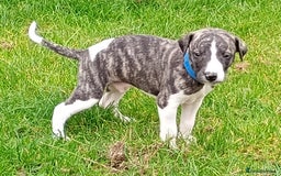 Whippet dogs for sale: Quality KC reg Whippet Puppies - Image 21