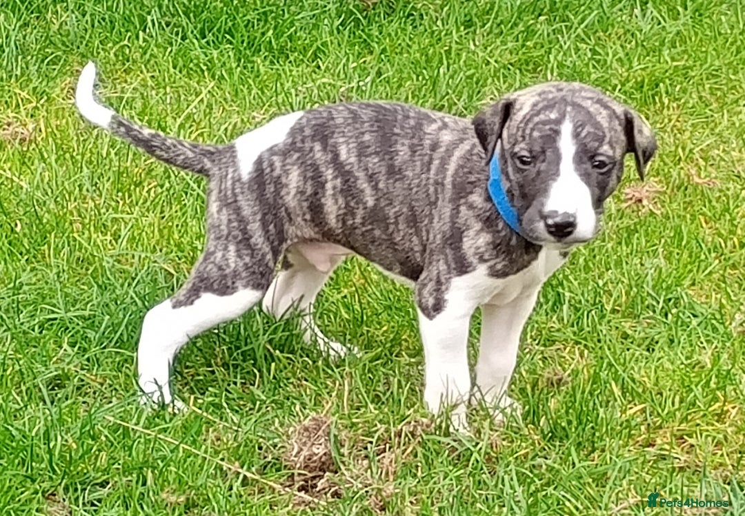 Whippet dogs for sale: Quality KC reg Whippet Puppies - Image 21