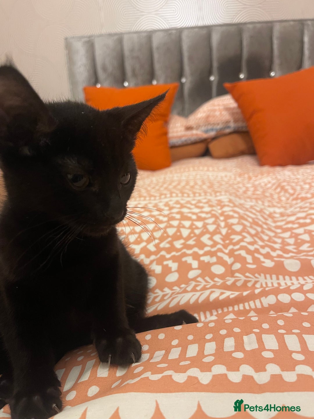 Bombay cats for sale: Black kitten - Advert 5