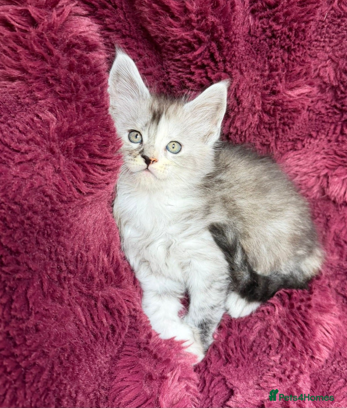 Maine Coon cats Pure Maine Coon kittens available  - Advert 10