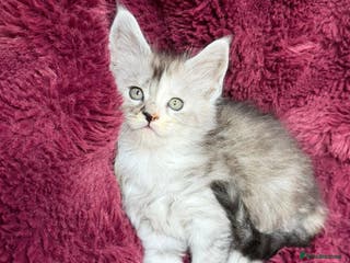 Maine Coon cats Pure Maine Coon kittens available - Advert 3