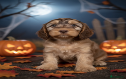 Cockapoo dogs for sale: Beautiful show cockapoo pups  - Image 1
