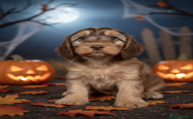 Cockapoo dogs - Advert 1