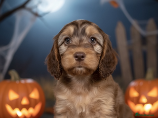 Cockapoo dogs - Advert 2