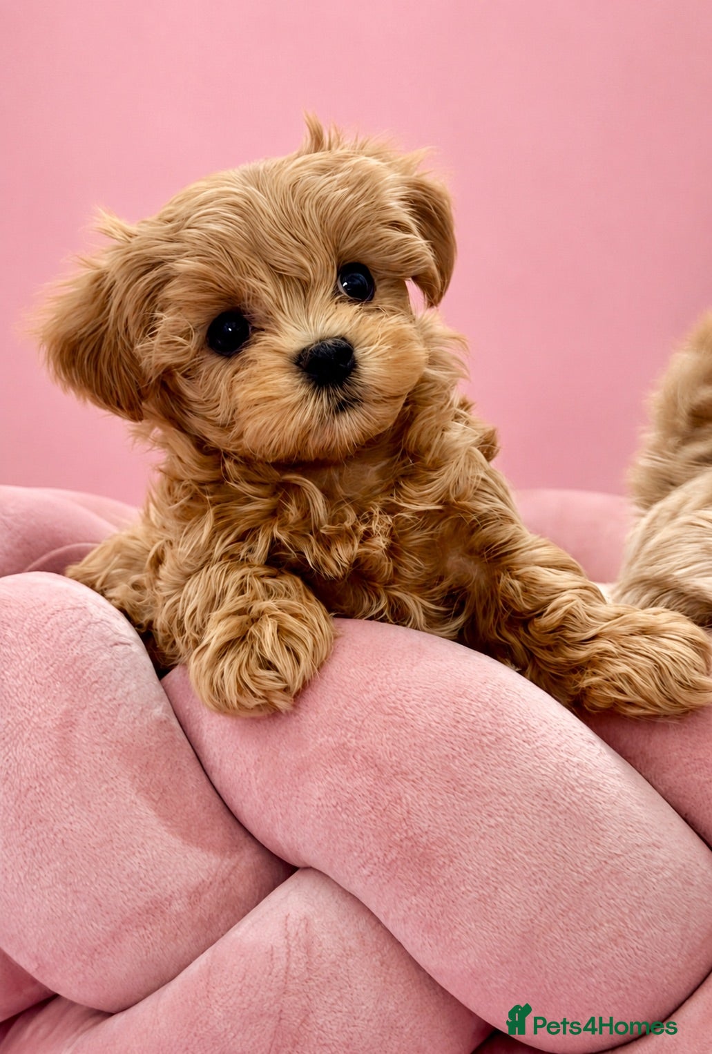 Maltipoo dogs 💎  Luxury  Asian  Maltipoo DNA Tested  Parents 💎 - Advert 18