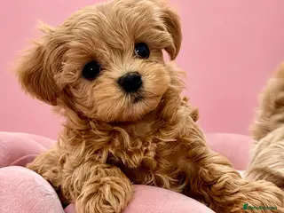 Maltipoo dogs 💎 Luxury Asian Maltipoo DNA Tested Parents 💎 - Advert 18
