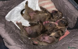 Olde English Bulldogge dogs for sale: Olde English bulldogges generational  - Image 9