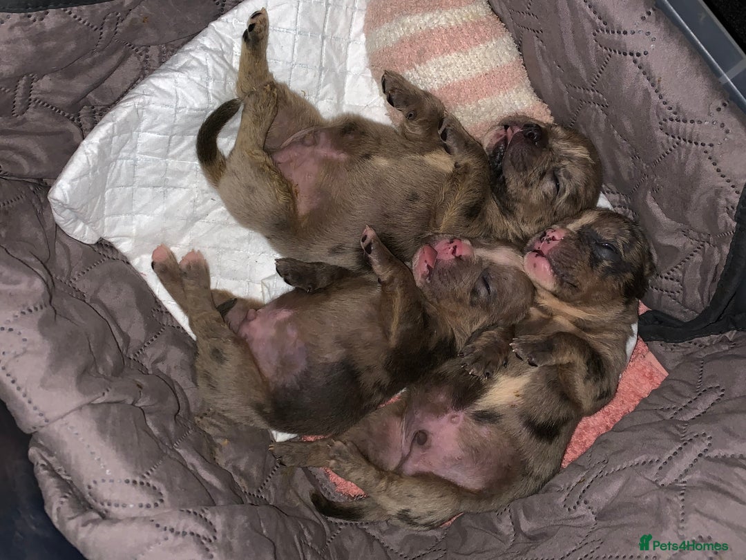 Olde English Bulldogge dogs for sale: Olde English bulldogges generational  - Image 9