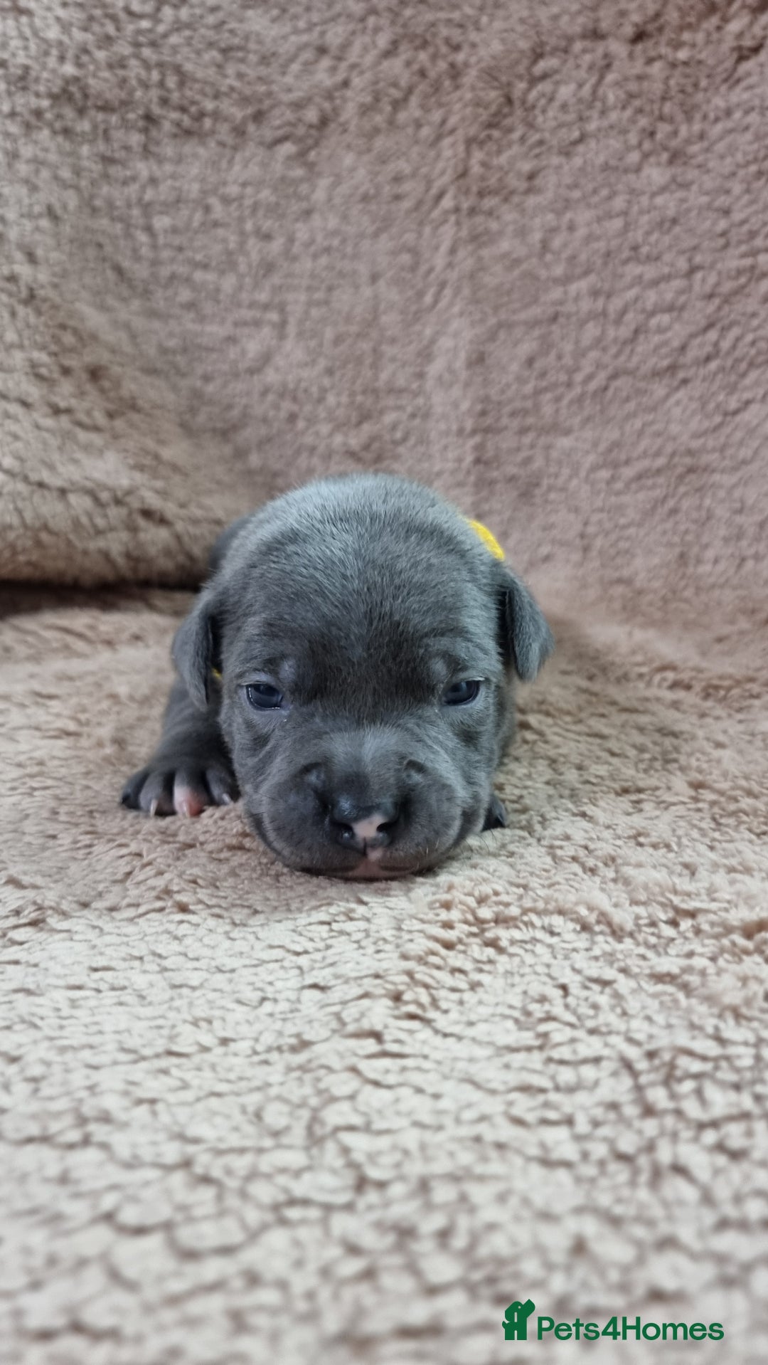 Staffordshire Bull Terrier dogs for sale: Dewellsblue - Advert 20
