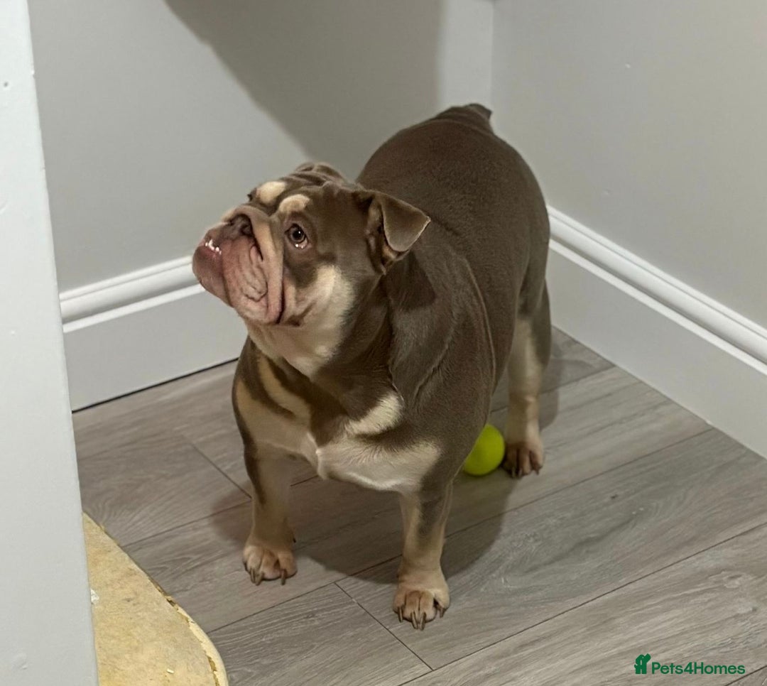 English Bulldog dogs for sale: Lilac & tan bulldog female - Advert 1
