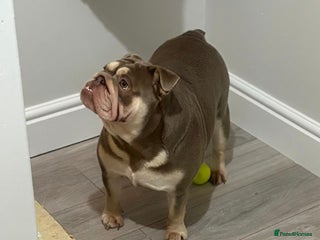 English Bulldog dogs Lilac & tan bulldog female - Advert 2