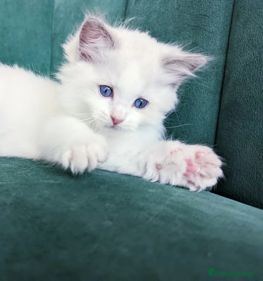 Ragdoll cats for sale: 😸Fully GCCF Certified Pedigree Ragdoll kittens💕 - Advert 1