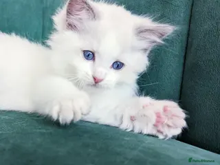 Ragdoll cats 😸Fully GCCF Certified Pedigree Ragdoll kittens💕 - Advert 2