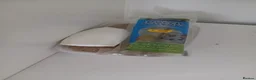 Finches birds for sale: bonded pair of finches in Cwmbran - Advert 2