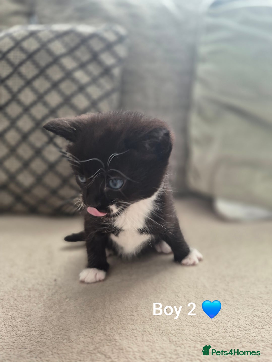 Mixed Breed cats for sale: Beautiful grey and tabby kittens  - Advert 15