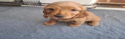 Cocker Spaniel dogs for sale: Adorable show type cocker spaniel puppies  - Advert 16