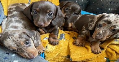 Miniature Dachshund dogs - Advert 3