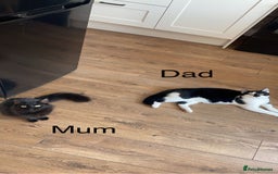 Mixed Breed cats for sale: 2 Adorable Kittens For Sale - Image 7