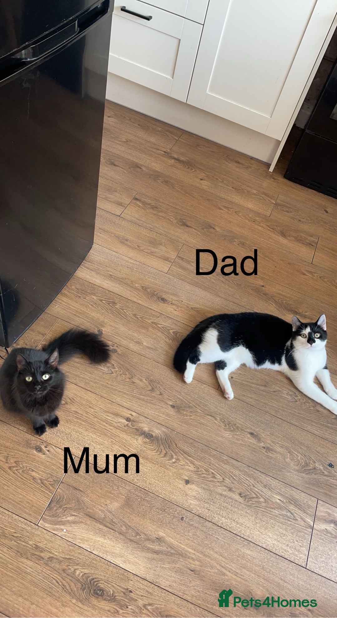 Mixed Breed cats for sale: 2 Adorable Kittens For Sale - Image 7
