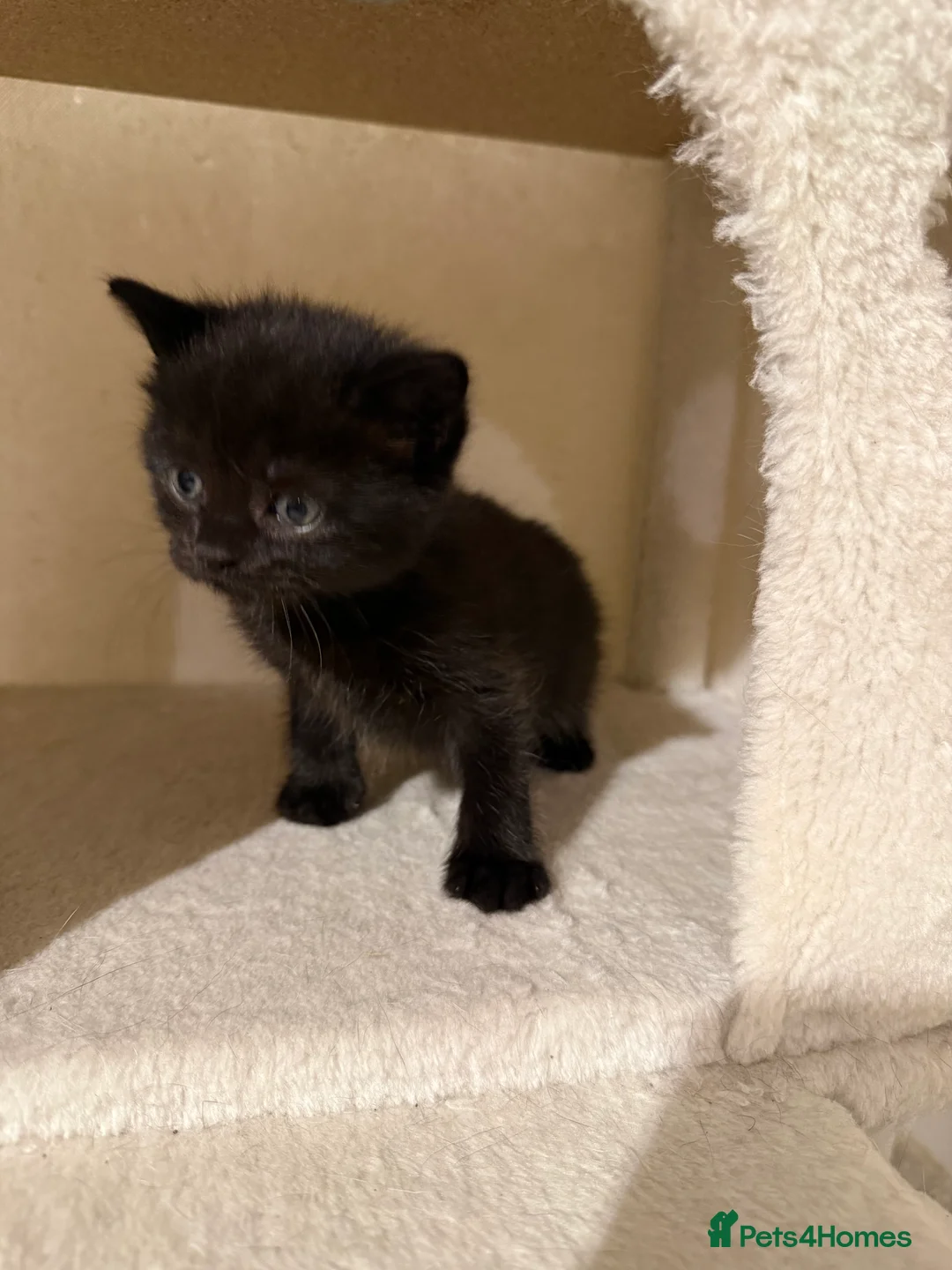 Mixed Breed cats for sale: Tuxedo, tabby and British shorthair mix - Advert 10