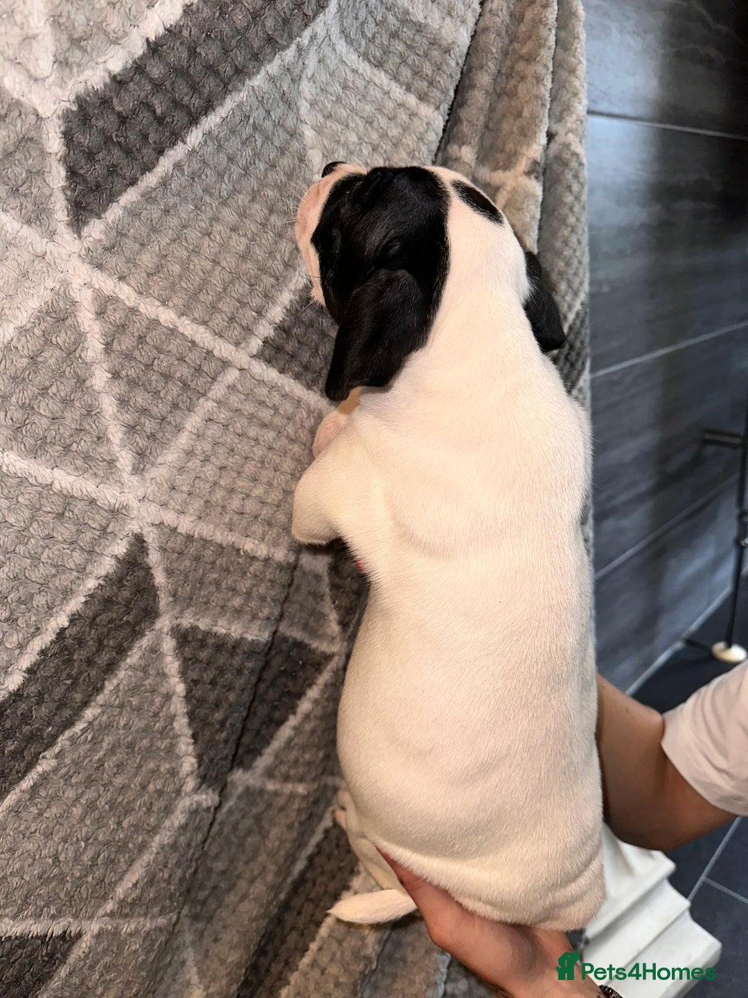 Mixed Breed dogs for sale: American bulldog x staffy 🐶 - Image 7