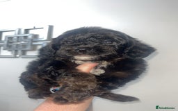 Cockapoo dogs for sale: Health tested cockapoo puppies for sale - Image 12