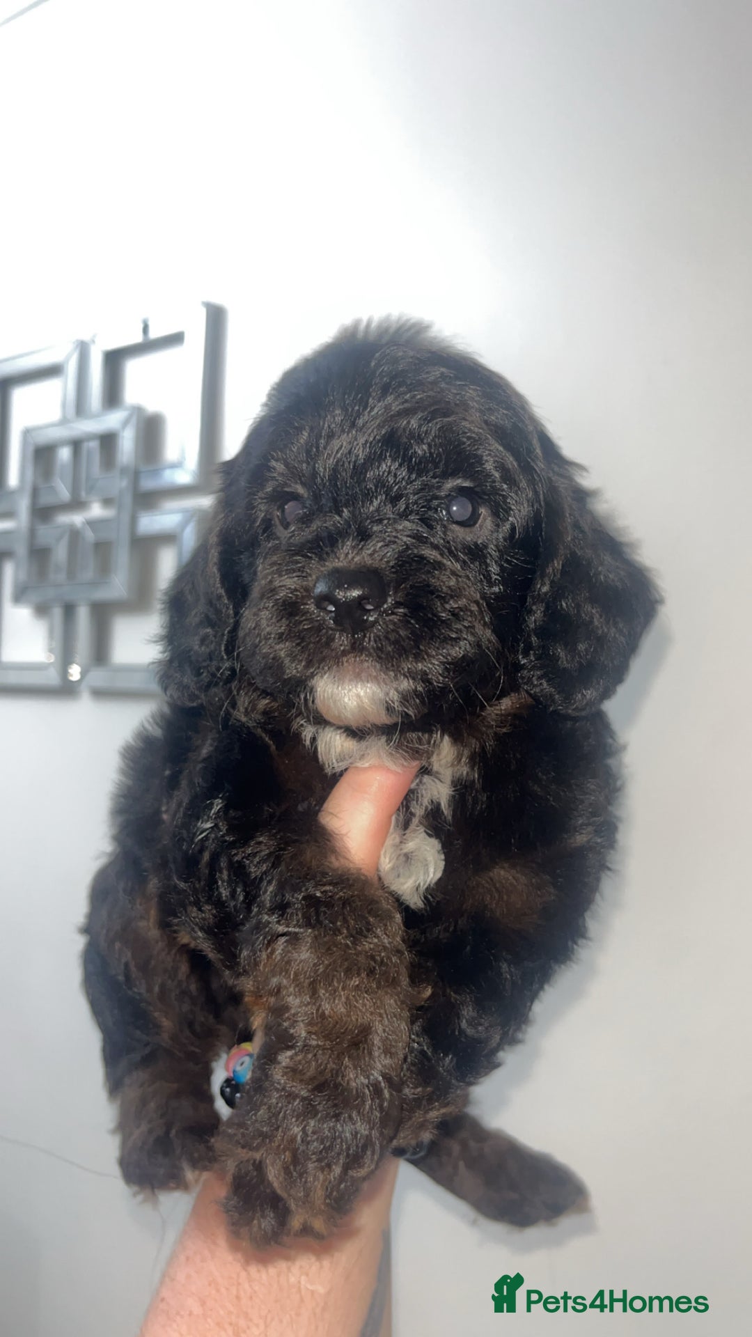 Cockapoo dogs for sale: Health tested cockapoo puppies for sale - Image 12