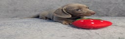 Miniature Dachshund dogs for sale: Adorable little of miniature daschunds  - Advert 29