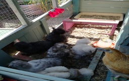 Chickens poultry for sale: JOB LOT COOP, 3 SILKIE HENS+ALL ACCESSORIES  in Colwyn Bay - Image 11