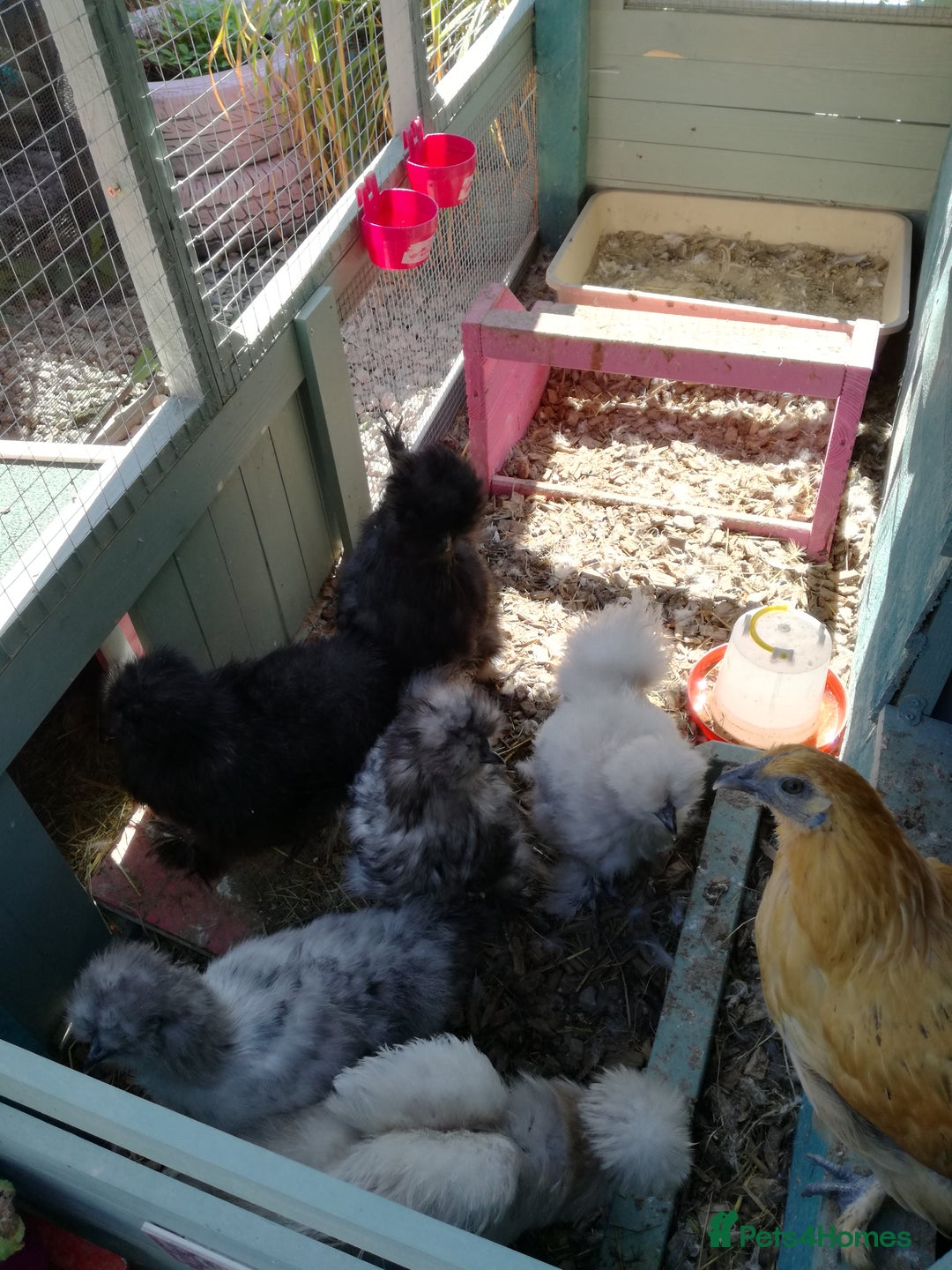 Chickens poultry for sale: JOB LOT COOP, 3 SILKIE HENS+ALL ACCESSORIES  in Colwyn Bay - Image 11