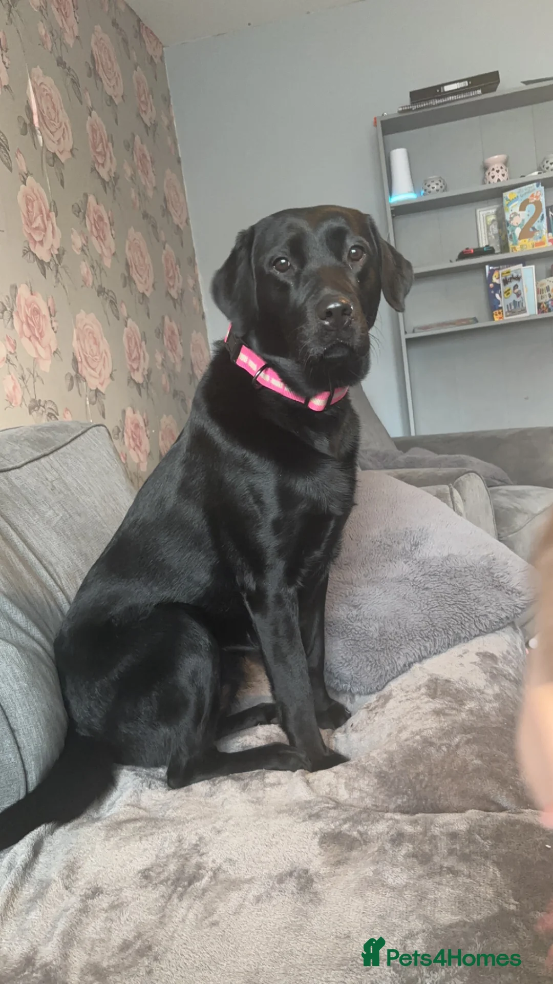 Labrador Retriever dogs for sale: Beautiful black Labrador - 2 years old  - Advert 6