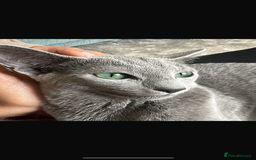 Russian Blue cats for sale: Russian Blue kitten  - Image 1
