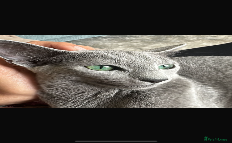 Russian Blue cats - Advert 1