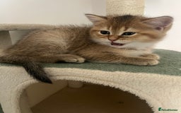Brazilian Shorthair cats for sale: Beautiful golden British short hair female - Image 2