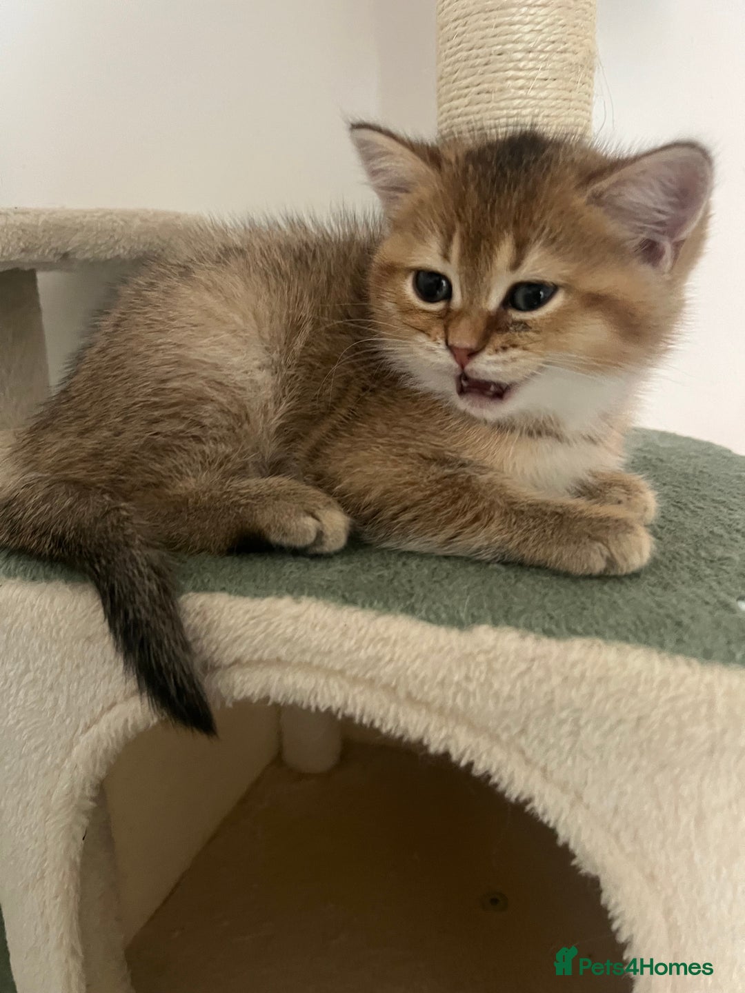 Brazilian Shorthair cats for sale: Beautiful golden British short hair female - Image 2