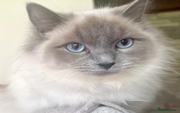 Ragdoll cats for sale: Half Ragdoll Kittens - Image 3