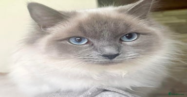 Ragdoll cats - Advert 2