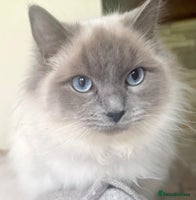 Ragdoll cats - Advert 2