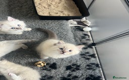 Ragdoll cats for sale: 5 Gccf registered Ragdoll kittens available  - Image 8
