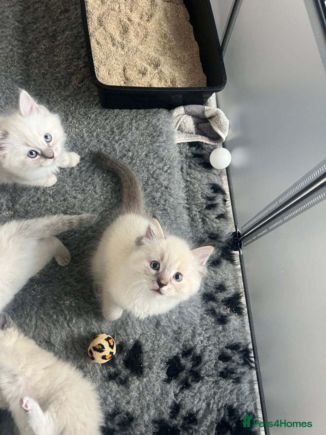 Ragdoll cats for sale: 5 Gccf registered Ragdoll kittens available  - Image 8