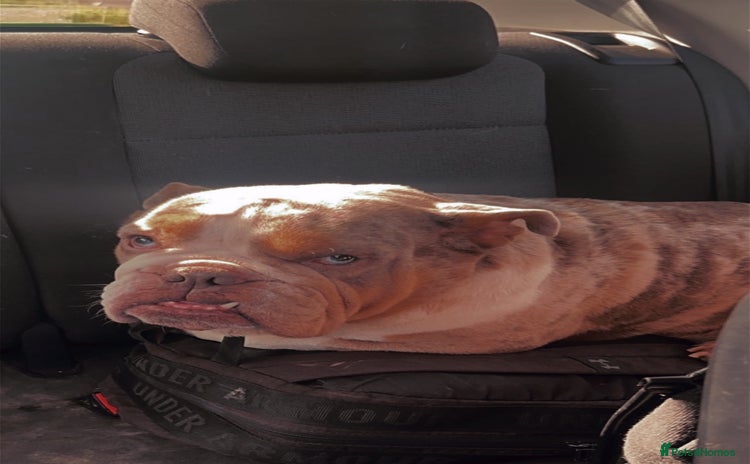 English Bulldog dogs - Advert 4
