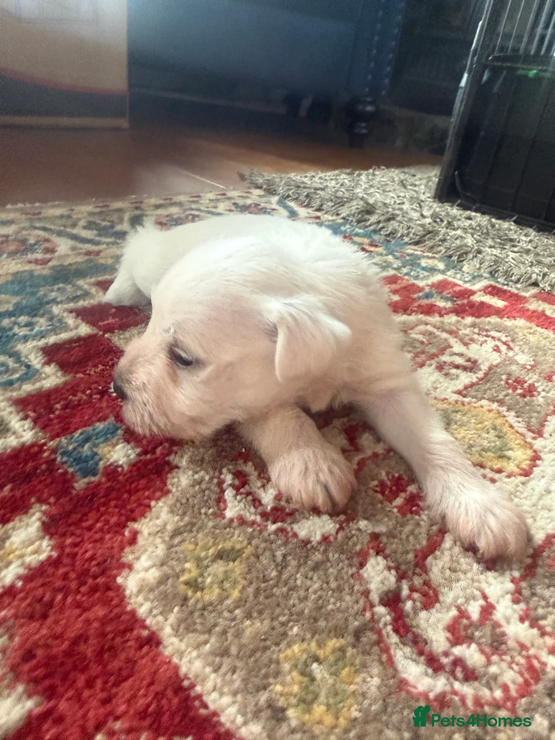 Miniature Schnauzer dogs for sale: White state miniature schnauzer pups in Neath - Advert 9