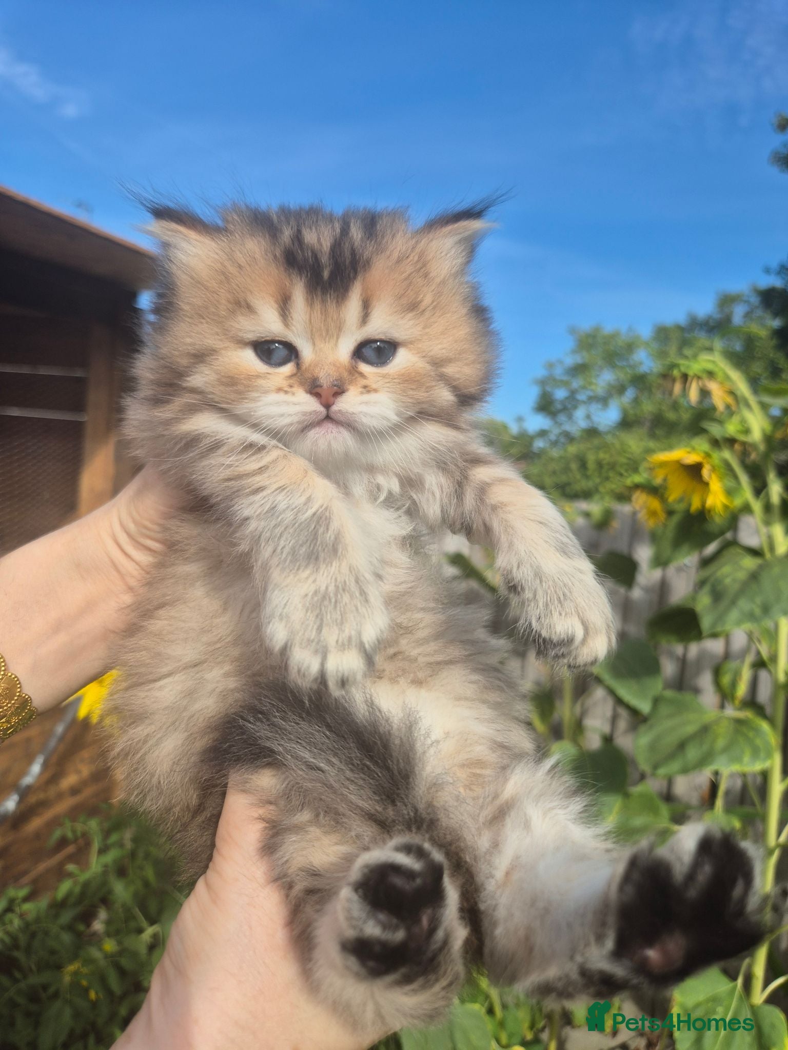 British Longhair cats Cutest BLH girl - Advert 6