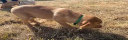 Labrador Retriever dogs for sale: Farm Reared Fox Red & Cream Labradors - Advert 8
