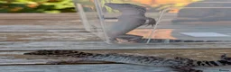 Gecko reptiles for sale: Bawangling Pair of Cave Geckos in Cheltenham - Advert 6