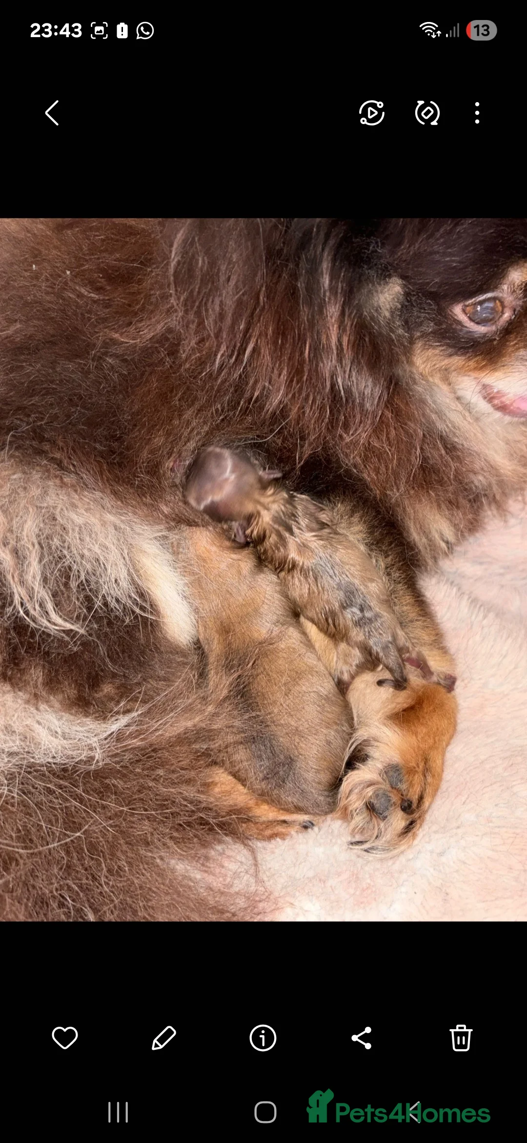 Pomeranian dogs for sale: Russian pomeranian in Romford - Advert 2